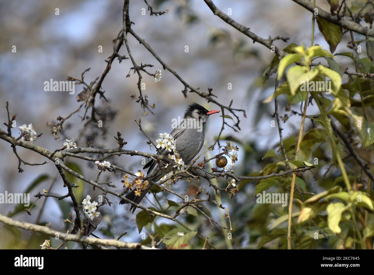 Black Bulbul am Samstag, 09. Januar 2020, im Baum am Taudaha Wetland Lake in Kirtipur, Kathmandu, Nepal gesehen. Taudaha ist einer der größten Rastplatz für die schönen bedrohten Zugvögel aus den südlichen Teilen Südostasiens sowie aus Afrika und Australien. Taudaha ist ein beliebtes Ziel für Vogelbeobachter und Verehrer. (Foto von Narayan Maharjan/NurPhoto) Stockfoto