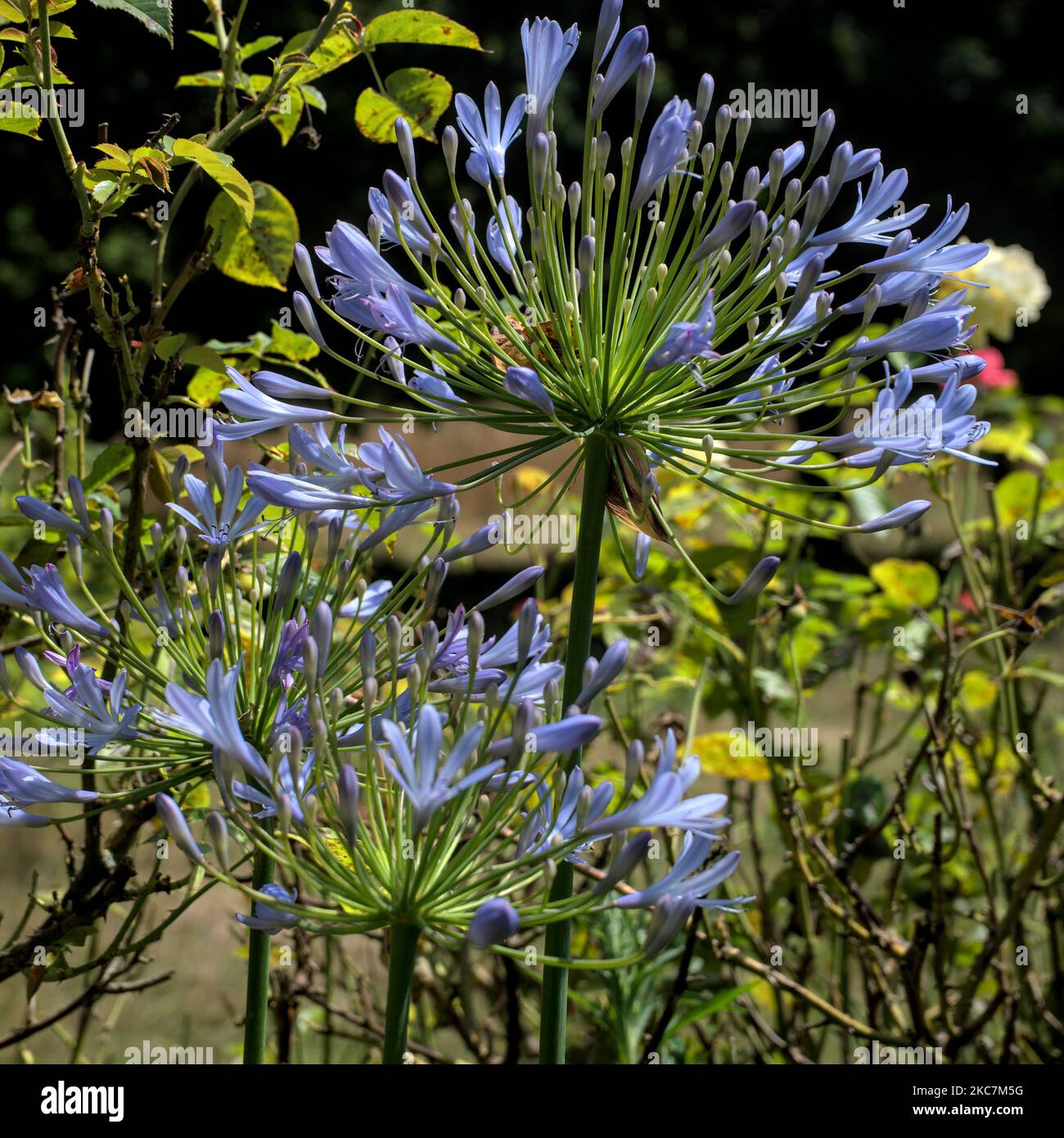 Blaue Agapanthus Blume von der Insel Bréhat in der Bretagne Stockfoto