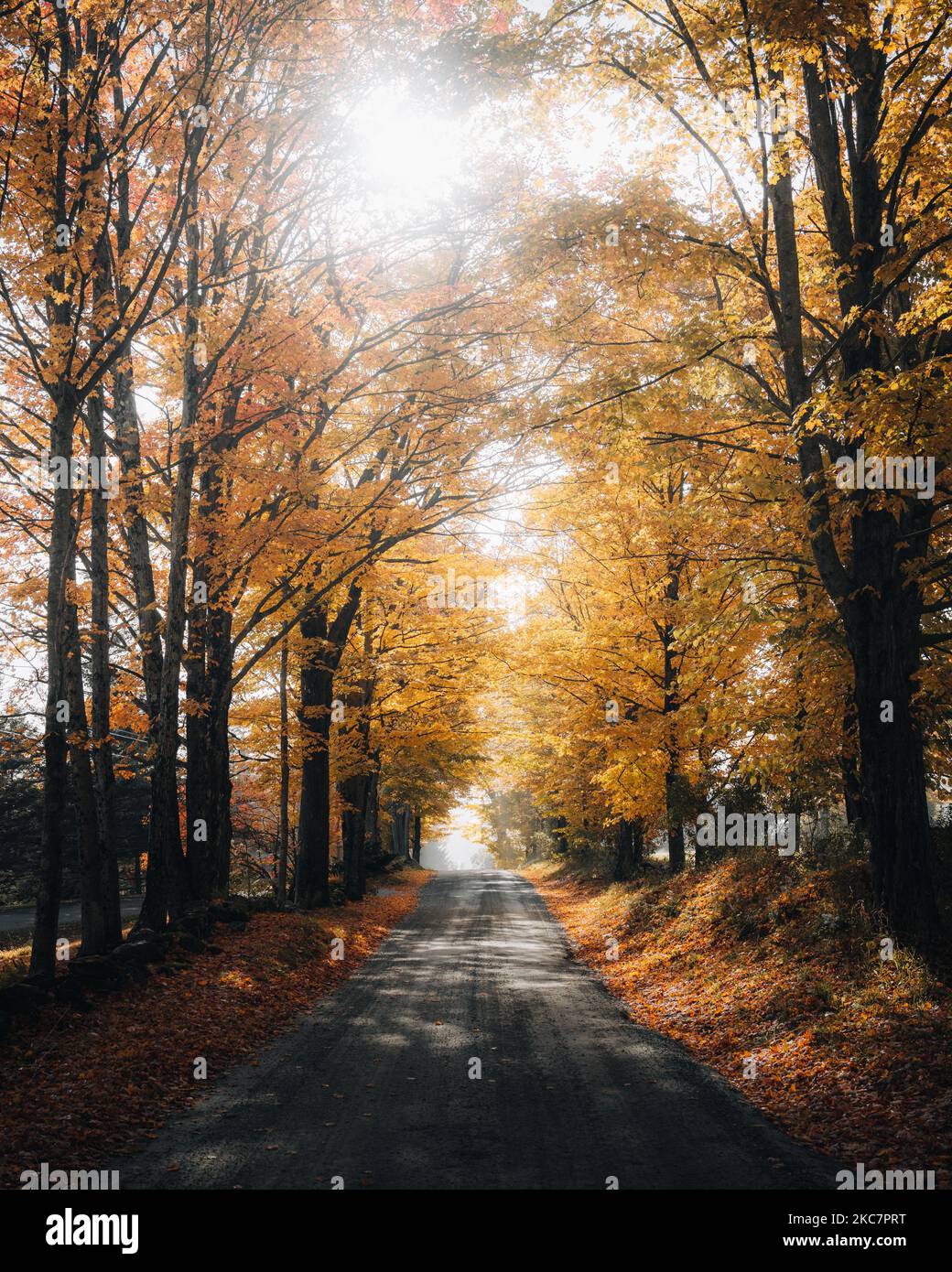 Ein Wald mit einer geteerten Straße mit hohen Bäumen im Herbst. Stockfoto