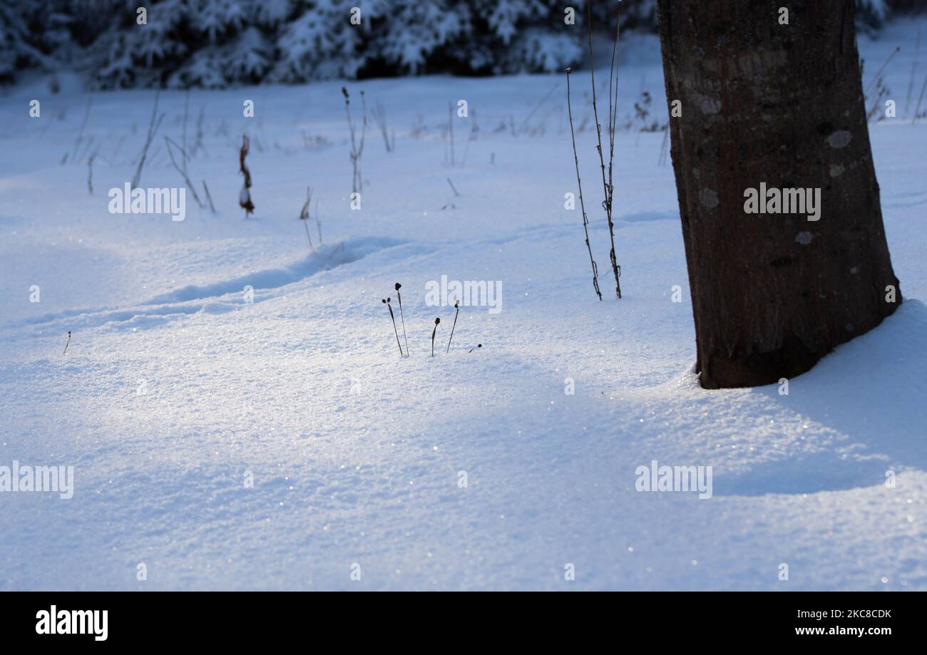 Unberührter weißer Schnee auf dem Feld und Pflanzen, die darin wachsen Stockfoto