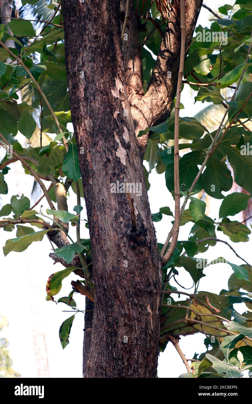 Teakholz, teure und solide Waldholzplantage Stockfoto