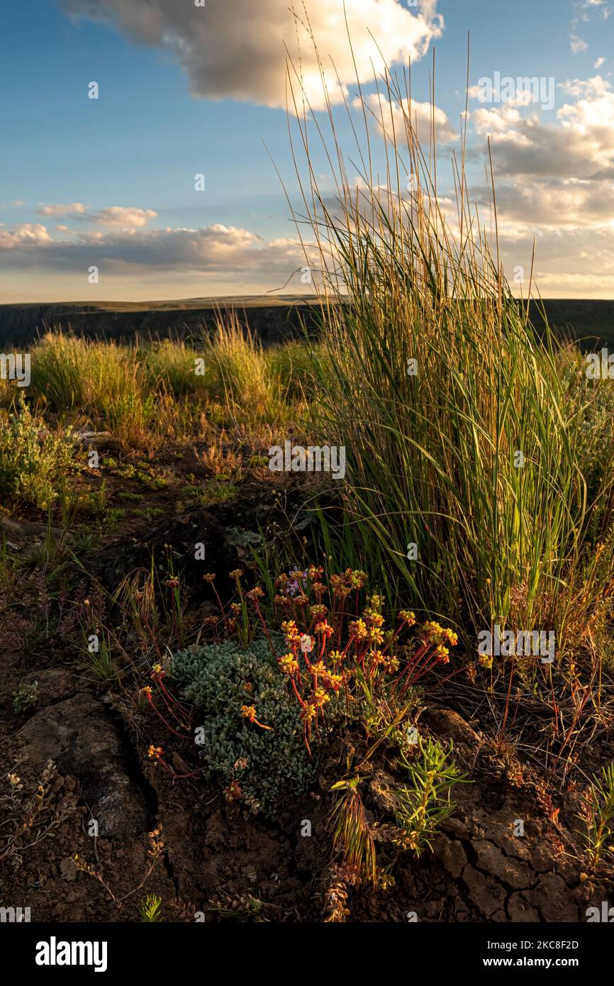 Polstern Sie Buchweizen (Eriogonum ovalifolium) und Grashalme entlang des Owyhee Canyon Rim im Südosten von Oregon ab. Stockfoto