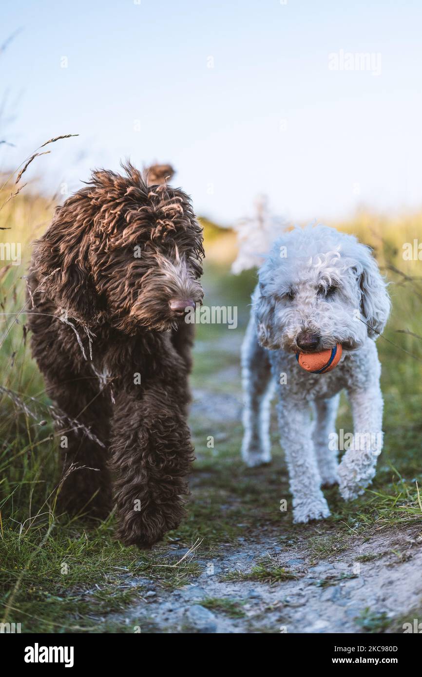 Eine vertikale Aufnahme von Bernedoodle- und Cockapoo-Hunden, die auf einem schmalen Pfad auf einer Wiese zusammen wandern Stockfoto