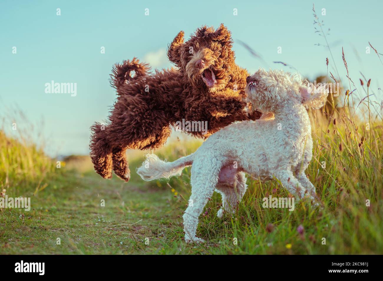Ein Bernedoodle und Cockapoo Hunde spielen zusammen auf einem schmalen Pfad auf einer Wiese im Sonnenlicht Stockfoto