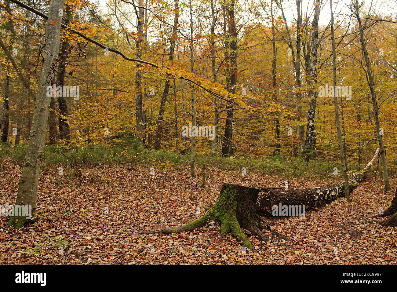 Ein gefallener Zwergbuchenstamm, der im Herbst in einem Wald mit Moos bedeckt ist Stockfoto