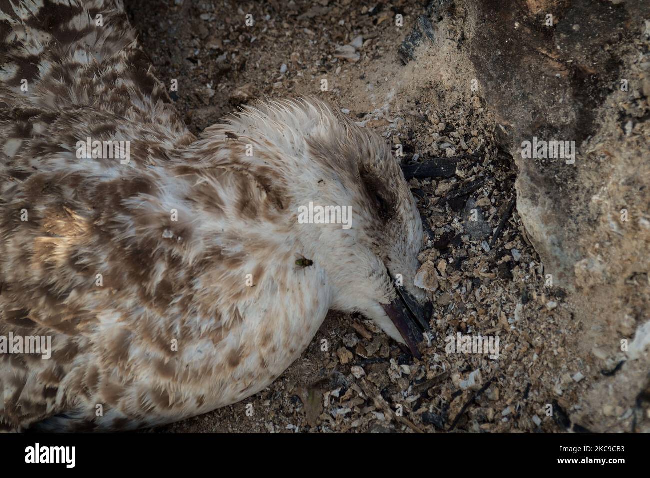 Dieses Foto vom 8. September 2019 zeigt eine tote Möwe am Strand von Castel Volturno (Caserta). Die „Terra dei Fuochi“ ist ein Gebiet der Region Kampanien zwischen Neapel und Caserta, das als solches durch giftige Abfallbrände und die Auslösung von Abfallbränden gekennzeichnet ist, die sich stark auf die Gesundheit der lokalen Bevölkerung ausgewirkt haben. Die Staatsanwaltschaft von Neapel Nord (Gerichtsgebäude in Aversa) mit dem Istituto Superiore di Sanit hat den schlüssigen Bericht über den Zusammenhang zwischen der Präsenz unkontrollierter Deponien auf dem Gebiet der Munizipale bestätigt Stockfoto