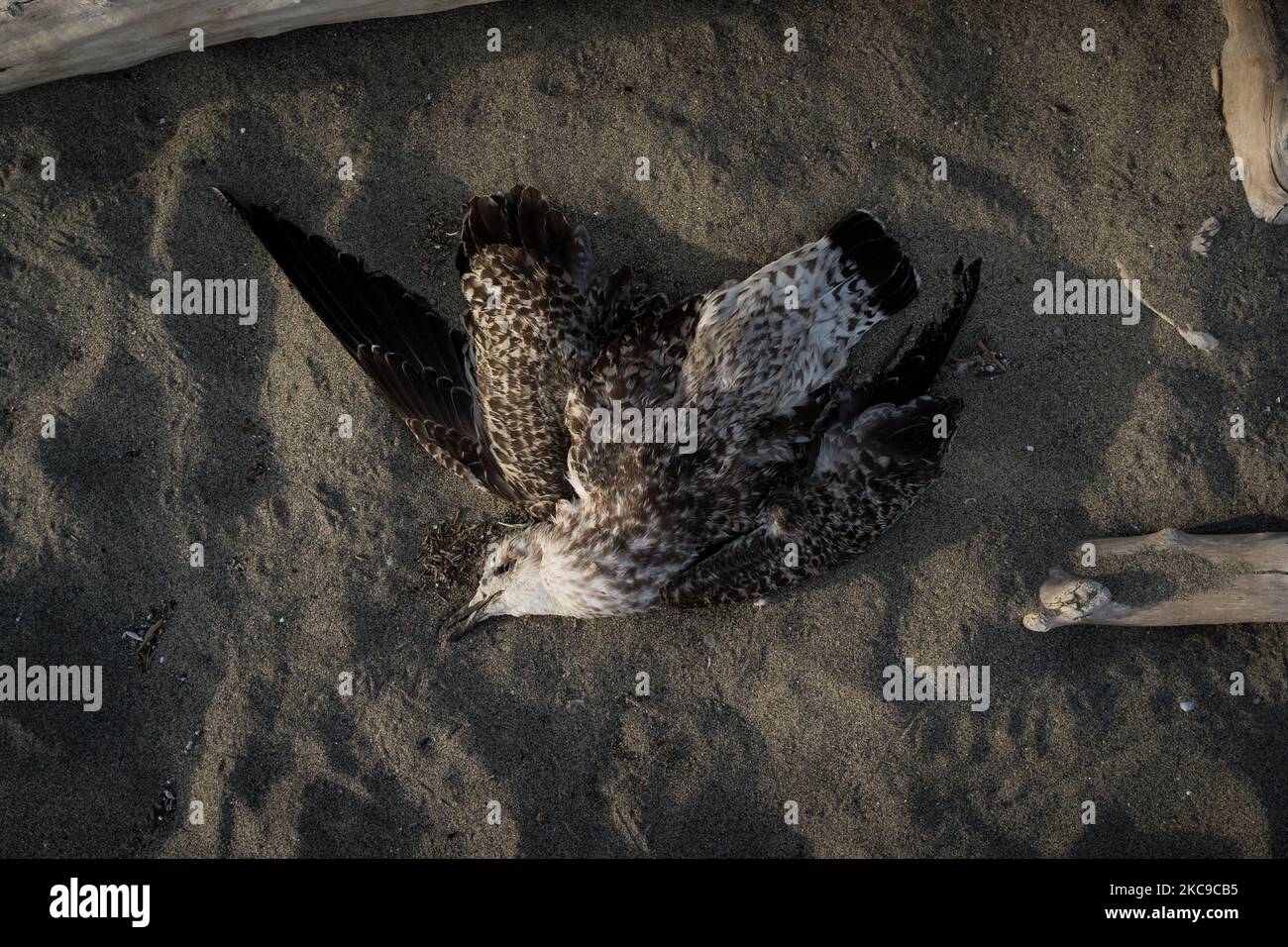 Dieses Foto vom 8. September 2019 zeigt eine tote Möwe am Strand von Castel Volturno (Caserta). Die „Terra dei Fuochi“ ist ein Gebiet der Region Kampanien zwischen Neapel und Caserta, das als solches durch giftige Abfallbrände und die Auslösung von Abfallbränden gekennzeichnet ist, die sich stark auf die Gesundheit der lokalen Bevölkerung ausgewirkt haben. Die Staatsanwaltschaft von Neapel Nord (Gerichtsgebäude in Aversa) mit dem Istituto Superiore di Sanit hat den schlüssigen Bericht über den Zusammenhang zwischen der Präsenz unkontrollierter Deponien auf dem Gebiet der Munizipale bestätigt Stockfoto