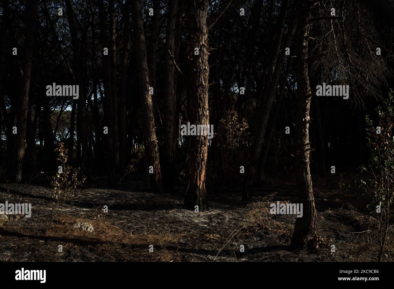 Dieses Foto vom 8. September 2019 zeigt die Überreste eines Brandes in der Pineta in Castel Volturno (Caserta). Die „Terra dei Fuochi“ ist ein Gebiet der Region Kampanien zwischen Neapel und Caserta, das als solches durch giftige Abfallbrände und die Auslösung von Abfallbränden gekennzeichnet ist, die sich stark auf die Gesundheit der lokalen Bevölkerung ausgewirkt haben. Die Staatsanwaltschaft von Neapel Nord (Gerichtsgebäude in Aversa) mit dem Istituto Superiore di Sanit hat den schlüssigen Bericht über den Zusammenhang zwischen der Präsenz unkontrollierter Deponien auf dem Gebiet von Municipa bestätigt Stockfoto