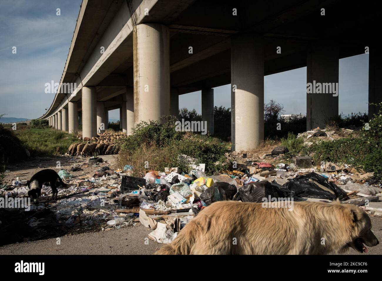 Dieses Foto vom 15. September 2019 zeigt Schafe, die auf einer illegalen Deponie in Villa Literno (Caserta) grasen. Die „Terra dei Fuochi“ ist ein Gebiet der Region Kampanien zwischen Neapel und Caserta, das als solches durch giftige Abfallbrände und die Auslösung von Abfallbränden gekennzeichnet ist, die sich stark auf die Gesundheit der lokalen Bevölkerung ausgewirkt haben. Die Staatsanwaltschaft von Neapel Nord (Gerichtsgebäude in Aversa) mit dem Istituto Superiore di Sanit hat den schlüssigen Bericht über den Zusammenhang zwischen der Präsenz unkontrollierter Deponien auf dem Gebiet von mu bestätigt Stockfoto