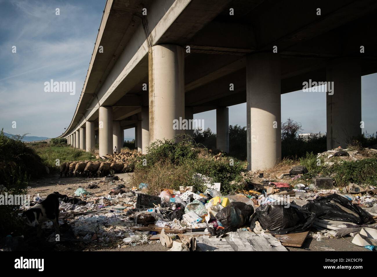 Dieses Foto vom 15. September 2019 zeigt Schafe, die auf einer illegalen Deponie in Villa Literno (Caserta) grasen. Die „Terra dei Fuochi“ ist ein Gebiet der Region Kampanien zwischen Neapel und Caserta, das als solches durch giftige Abfallbrände und die Auslösung von Abfallbränden gekennzeichnet ist, die sich stark auf die Gesundheit der lokalen Bevölkerung ausgewirkt haben. Die Staatsanwaltschaft von Neapel Nord (Gerichtsgebäude in Aversa) mit dem Istituto Superiore di Sanit hat den schlüssigen Bericht über den Zusammenhang zwischen der Präsenz unkontrollierter Deponien auf dem Gebiet von mu bestätigt Stockfoto