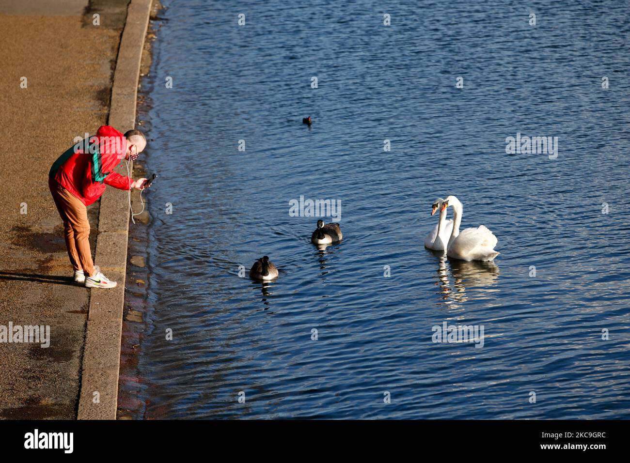 Ein Mann mit Gesichtsmaske fotografiert Gänse und Schwäne bei Sonnenschein und milden Temperaturen am Serpentine Lake im Hyde Park in London, England, am 18. Februar 2021. Nach einem bitteren Kälteeinbruch in der vergangenen Woche sind in den letzten Tagen mildere Temperaturen nach Großbritannien zurückgekehrt, was die Hoffnung auf die Ankunft des Frühlings geweckt hat. In der Zwischenzeit befindet sich England weiterhin unter der dritten nationalen Blockierung des Coronavirus, die Anfang Januar verhängt wurde, wobei der britische Premierminister Boris Johnson am Montag den mit Spannung erwarteten Plan der Regierung zur Lockerung der Beschränkungen vorlegt. (Foto von David Cliff/NurPhoto) Stockfoto