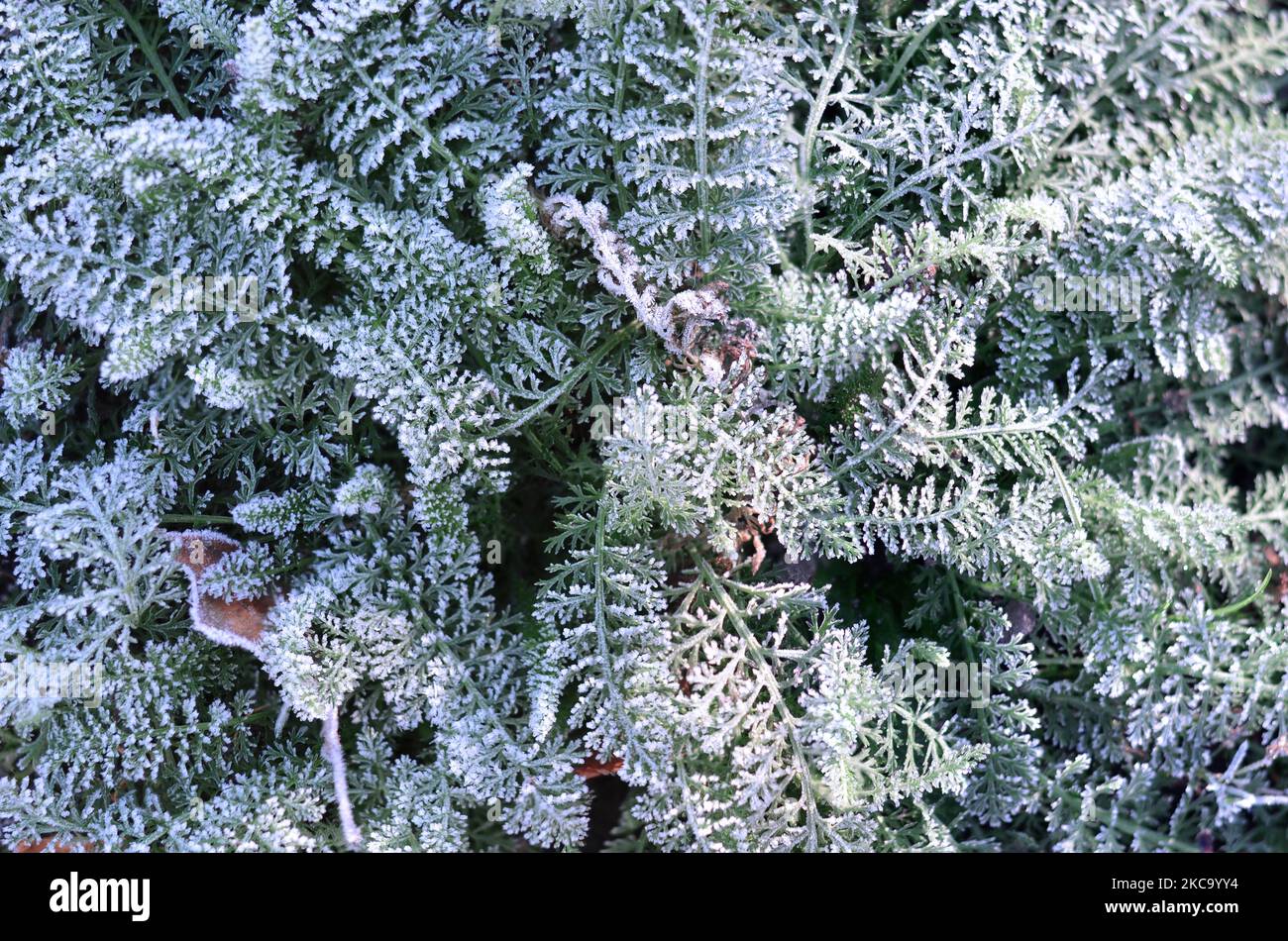 Raureif auf Pflanzen am frühen Morgen. Der erste Herbstfrost. Kann als natürlicher Hintergrund verwendet werden. Stockfoto