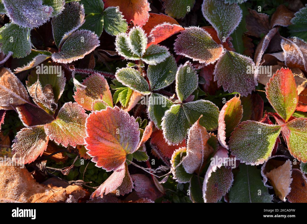 Rime auf Erdbeerblättern am frühen Morgen. Der erste Herbstfrost. Kann als natürlicher Hintergrund verwendet werden. Stockfoto