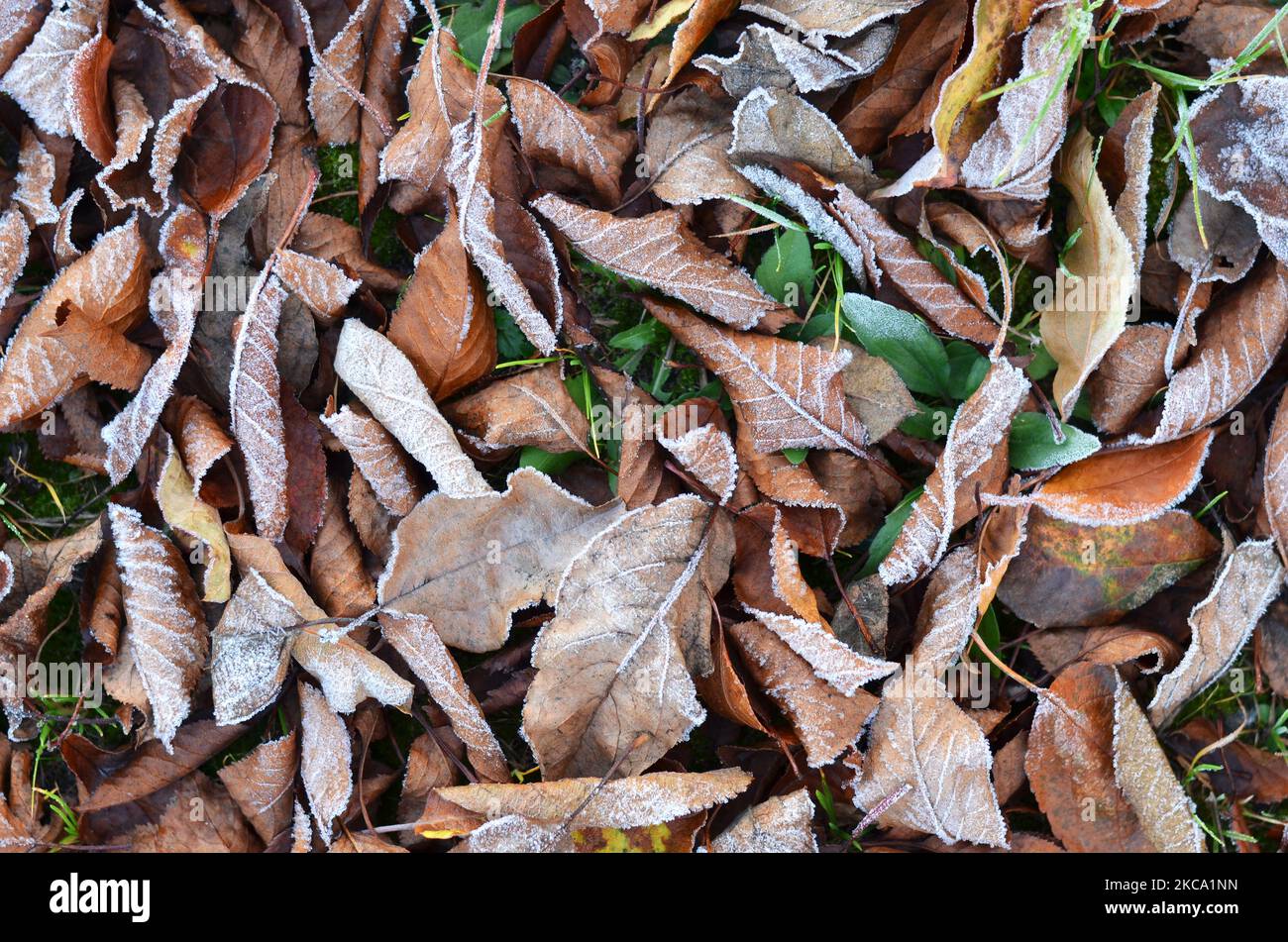 Reif auf trocken gefallenen Blättern am frühen Morgen, Nahaufnahme. Der erste Herbstfrost. Kann als natürlicher Hintergrund verwendet werden. Stockfoto