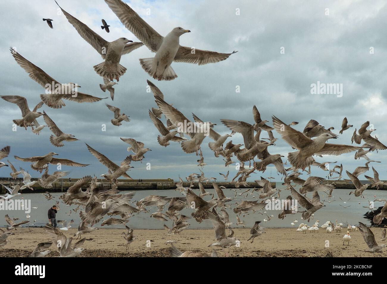 Eine Schar hungriger Segulls, die während der COVID-19-Sperre auf Level 5 in Bray Harbour gesehen wurden. Am Dienstag, den 23. März 2021, in Bray, County Wicklow, Irland. (Foto von Artur Widak/NurPhoto) Stockfoto