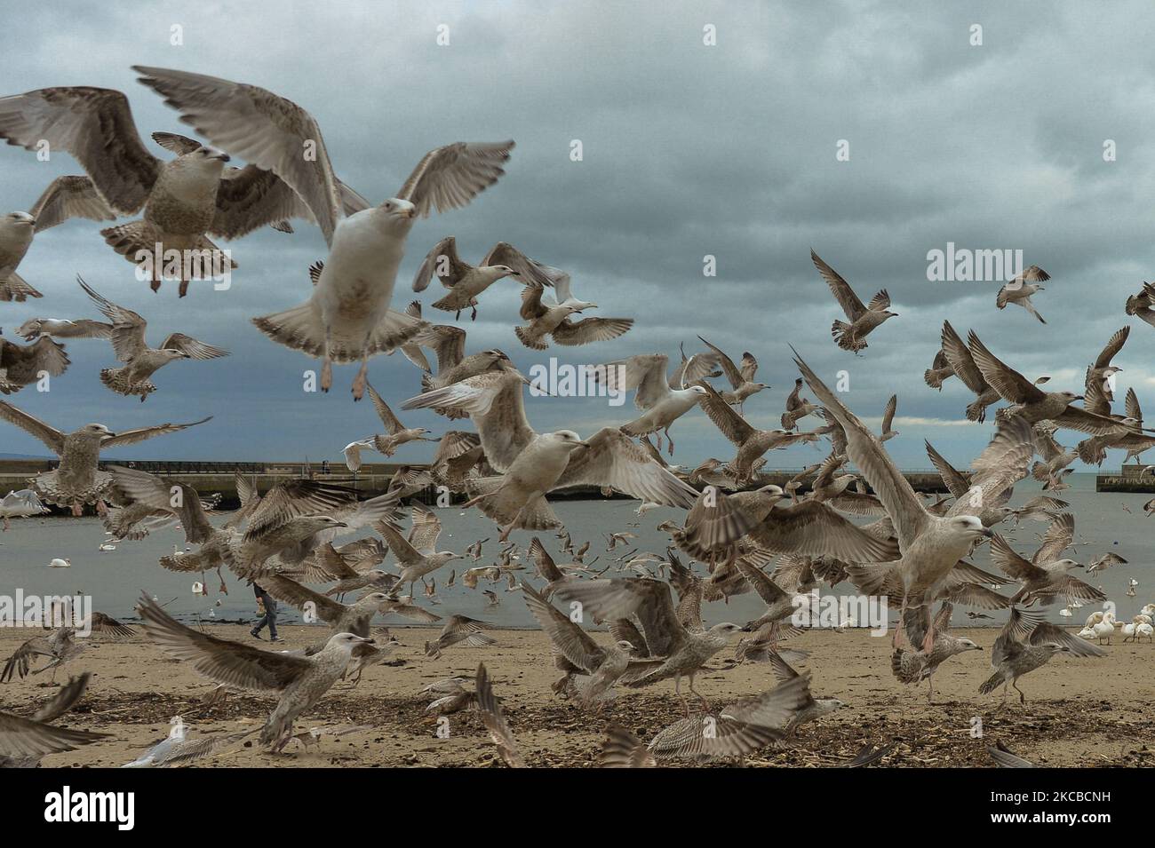 Eine Schar hungriger Segulls, die während der COVID-19-Sperre auf Level 5 in Bray Harbour gesehen wurden. Am Dienstag, den 23. März 2021, in Bray, County Wicklow, Irland. (Foto von Artur Widak/NurPhoto) Stockfoto