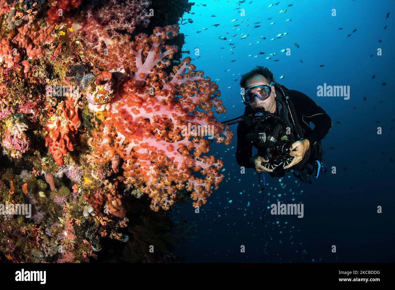 Ein Taucher hält inne, um eine weiche Koralle, Nord-Sulawesi, Indonesien, zu betrachten. Stockfoto