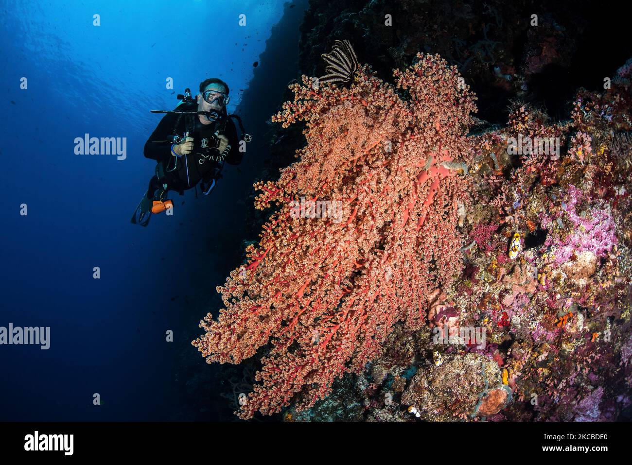Ein Taucher hält inne, um sich eine riesige Korallenformation, Nord-Sulawesi, Indonesien, anzusehen. Stockfoto