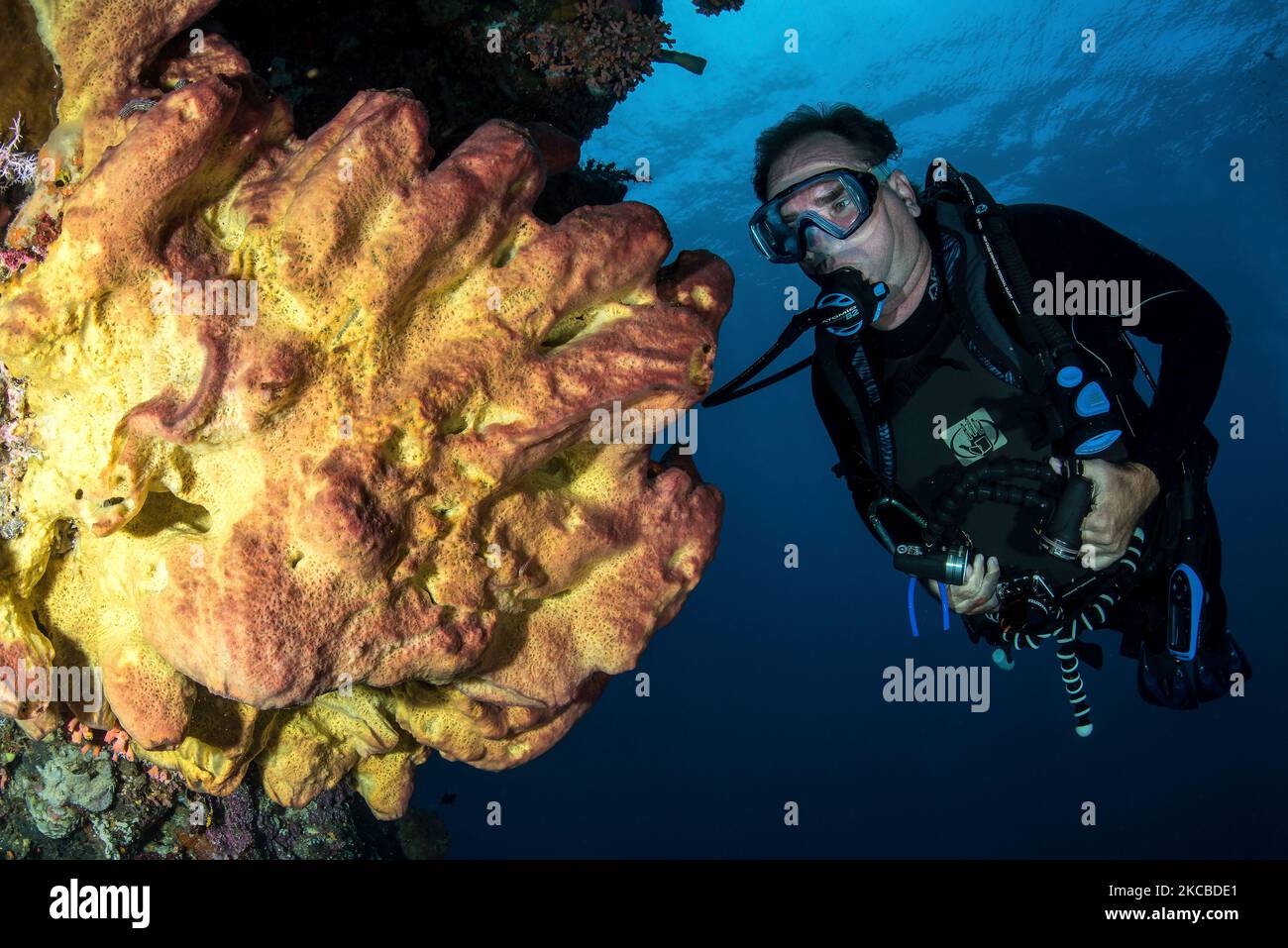 Ein Taucher und ein großer gelber Schwamm, Nord-Sulawesi, Indonesien. Stockfoto