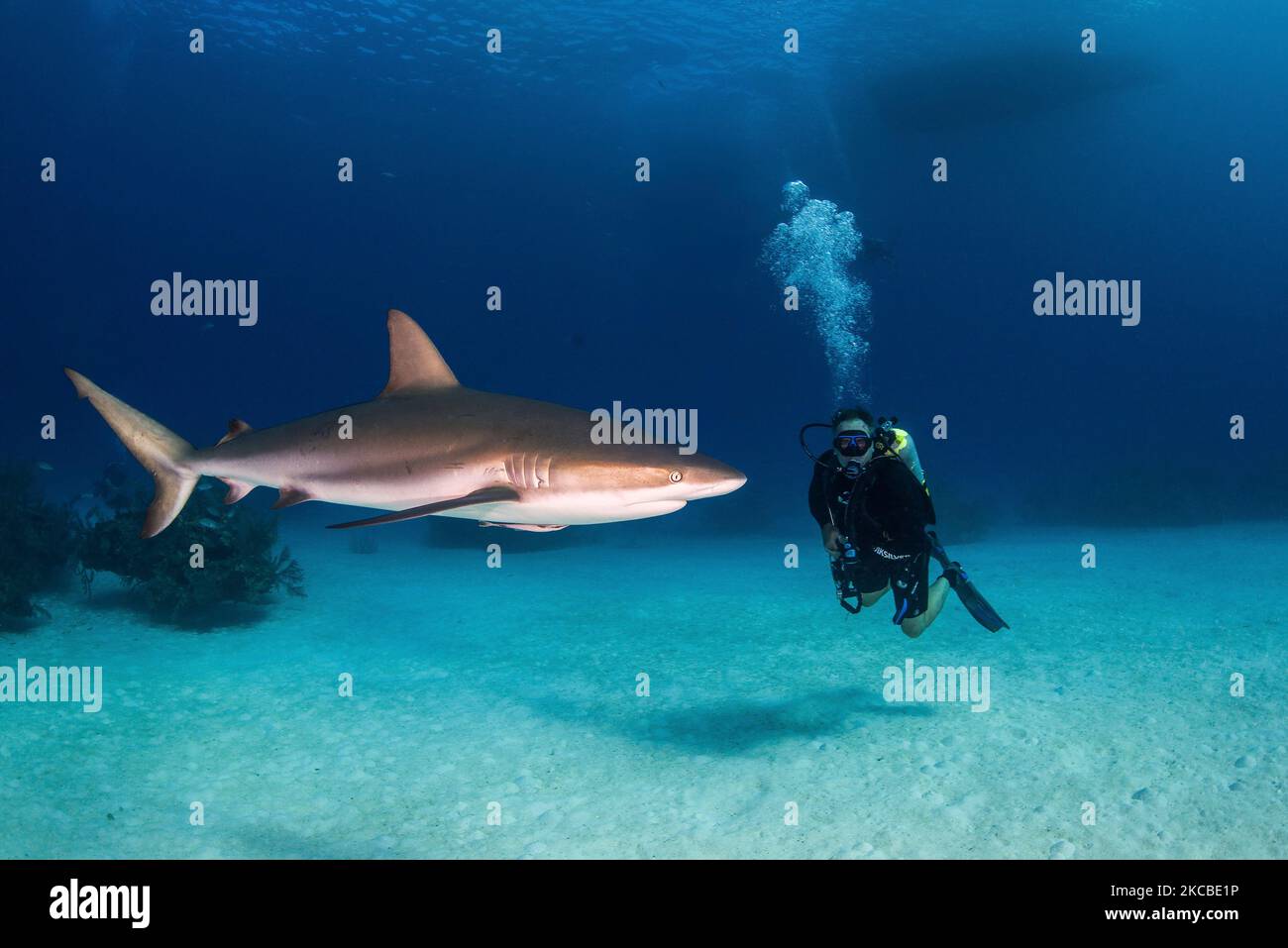 Ein karibischer Riffhai prüft einen Taucher auf den Bahamas. Stockfoto