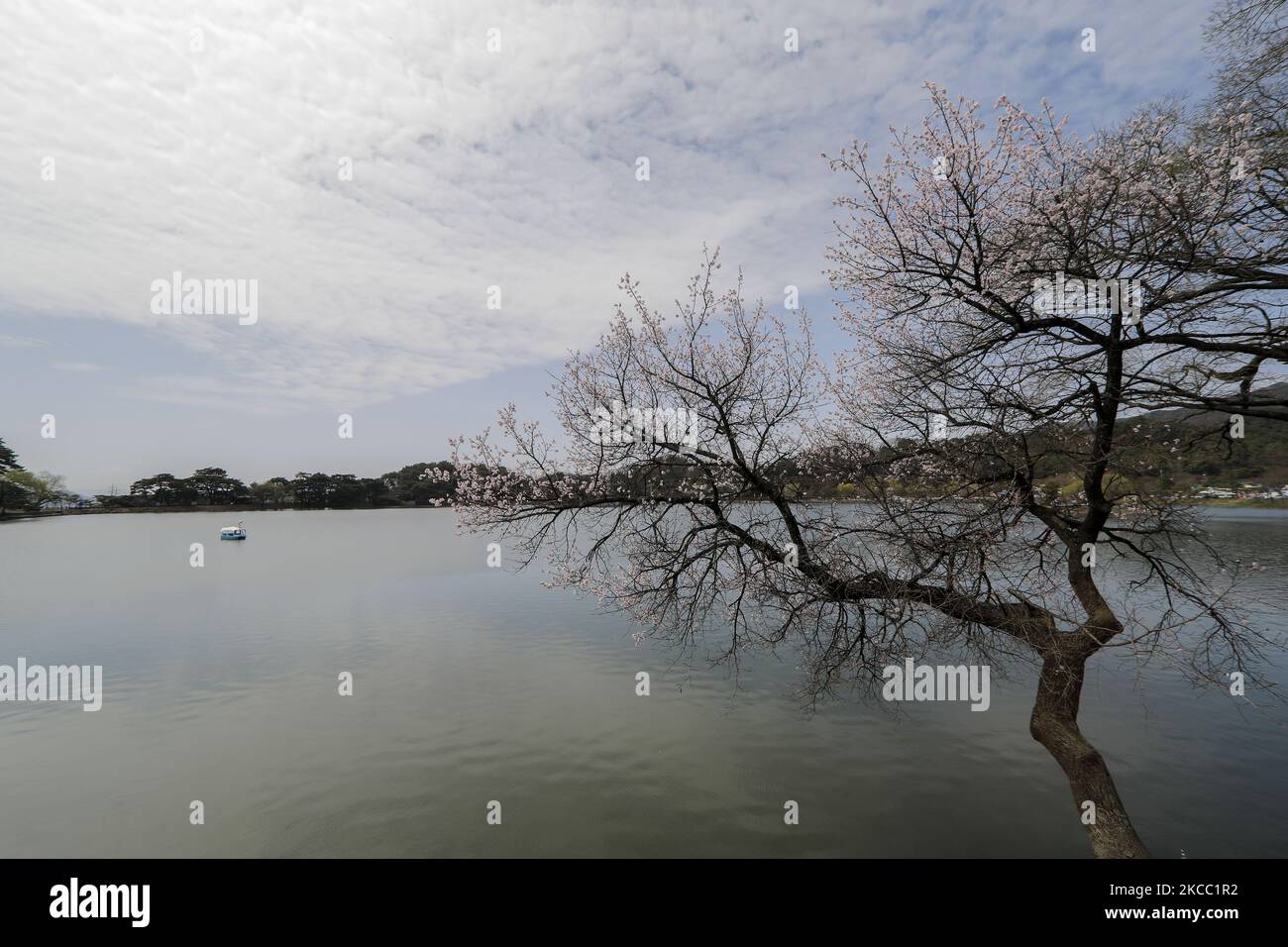 02. April 2021-Jecheon, Südkorea-Besucher fahren am Uirimji See in Jecheon, Südkorea. (Foto von Seung-il Ryu/NurPhoto) Stockfoto