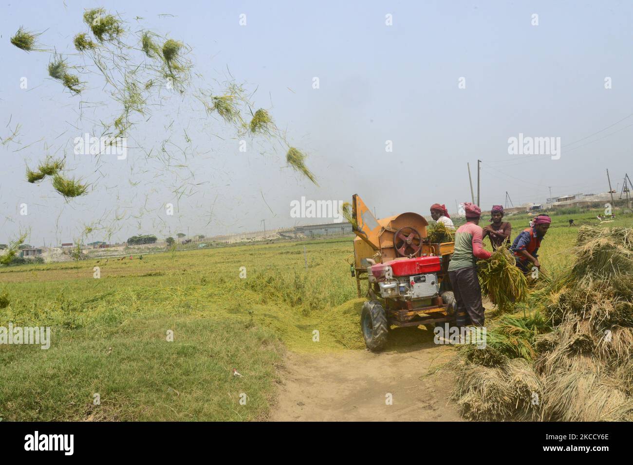 Bauern ernten während der Erntezeit in Dhaka, Bangladesch, am 17. April 2021 Reis auf einem Feld (Foto: Mamunur Rashid/NurPhoto) Stockfoto