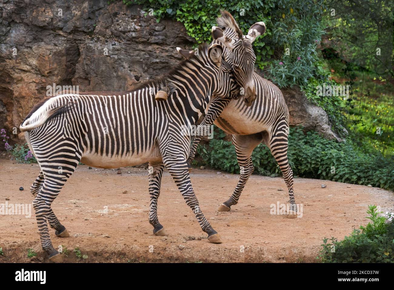 Zwei Grevy Zebras kämpfen im Naturpark Cabarceno in Kantabrien, der den 30.. Jahrestag seiner Eröffnung feiert und auf einer Fläche von mehr als 750 Hektar mehr als 30 Tierarten vorfindet. CABARCENO-CANTABRIA-04-19-2021 (Foto von Joaquin Gomez Sastre/NurPhoto) Stockfoto