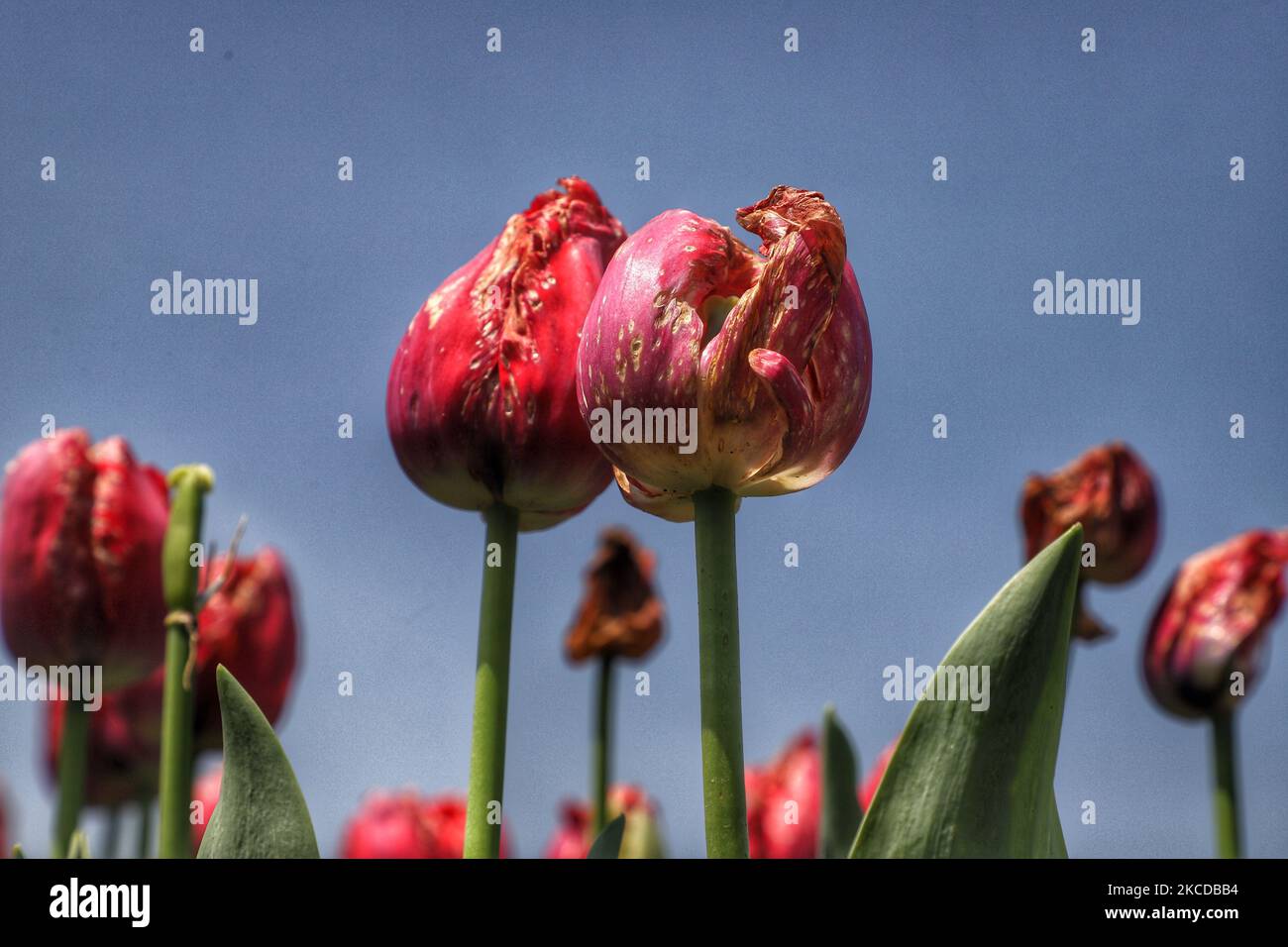 Tulpen werden am 24. April 2021 im Indira Gandhi Memorial Tulpengarten in Srinagar gesehen. Der Tourismus in Kaschmir begann zu Beginn des neuen Jahres mit einer vielversprechenden Note. Doch mit der zweiten Welle, die das Land verwüstet hat, hat der Touristenstrom begonnen, zu trocknen.Â Â in den letzten zwei Wochen wurden die meisten Vorbuchungen in Hotels und Hausbooten in Kaschmir storniert, Â Wochenendausflußzeiten in Jammu und Kaschmir von heute Abend 8pm bis Montag 6am, um die Verbreitung von Covid-19 einzudämmen (Foto von Nasir Kachroo/NurPhoto) Stockfoto