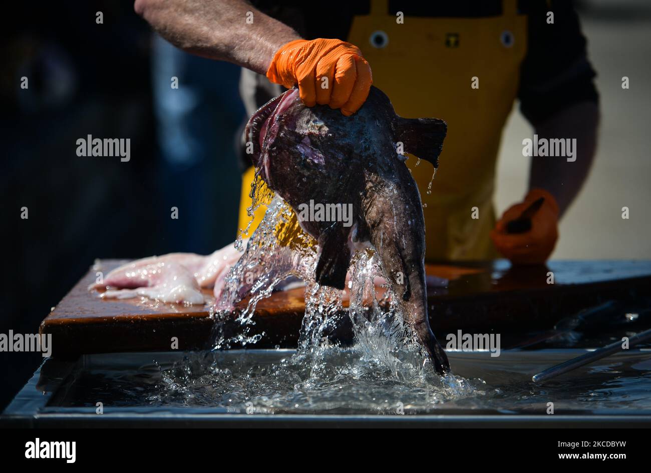 James putzt einen Seeteufel, bevor er auf dem Fischmarkt am Samstag im Hafen von Bunowen in Aillebrack filetet. Der traditionelle wöchentliche Fischmarkt ist mittlerweile aufgrund der Covid-19-Pandemie und des schlechten Wetters fast zu einem monatlichen Ereignis geworden. Die traditionelle Familienfischerei in der Region ist seit vielen Jahren rückläufig. Aber Pat Conneely und sein Bruder Kevin setzen die Familientradition schon in jungen Jahren fort und bewahren diese wichtige Lebensweise. Am Samstag, den 23. April 2021, im Bunowen Pier, Aillebrack, Ballyconneely, County Galway, Irland. (Foto von Artur Widak/NurPhoto) Stockfoto