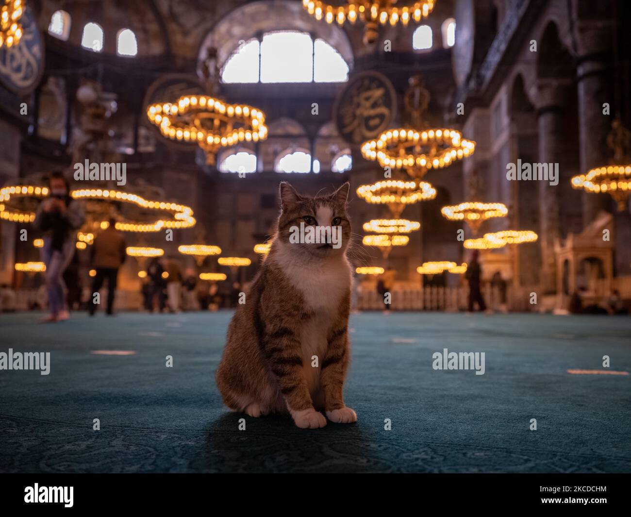 Eine Katze, die noch in der Hagia Sophia-Moschee in Istanbul, Türkei, steht, gesehen am 23. April 2021. Touristen, die von der Ausgangssperre ausgeschlossen sind, besuchen den historischen Ort, führen ihre Gebete durch und fotografieren die Katzen in der Moschee. (Foto von Erhan Demirtas/NurPhoto) Stockfoto