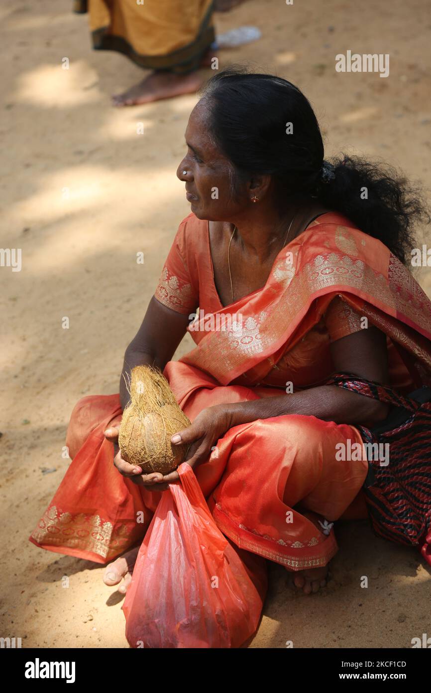 Die tamilische Hindu-Frau hält eine Pooa-Kokosnuss, während sie zuschaut, wie eifrige Anhänger das para-Kavadi-Ritual durchführen (wo sie von Haken aufgehängt werden, die in ihren Rücken und ihre Beine getrieben werden und auf und ab prallten, während sie das Äußere des Tempels umkreisen) Als Akt der Buße während des Amman Ther Thiruvizha Festivals im Tellipalai Amman Tempel in Tellipalai, Nordprovinz, Sri Lanka. Während dieses religiösen Festivals zeigen mehrere Anhänger ihre Hingabe, indem sie Opfer darbringen und ihre Körper mit Metallhaken und Spiessen durchstechen. (Foto von Creative Touch Imaging Ltd./NurPhoto) Stockfoto