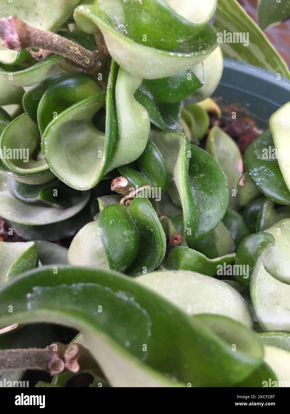 Hindu-Hoya-Seilpflanze (Hoya carnosa compactaplants) in einem Gewächshaus wenige Tage vor dem langen Wochenende des Victoria Day in Toronto, Ontario, Kanada am 20. Mai 2021. (Foto von Creative Touch Imaging Ltd./NurPhoto) Stockfoto