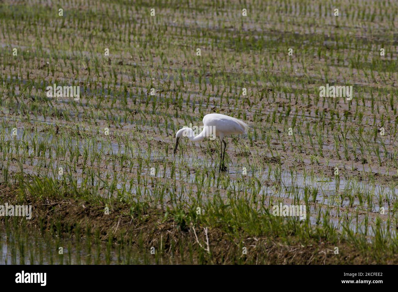 Weißreiher füttert am 31. Mai 2021 auf dem Reisfarmfeld in Sangju, Südkorea. (Foto von Seung-il Ryu/NurPhoto) Stockfoto