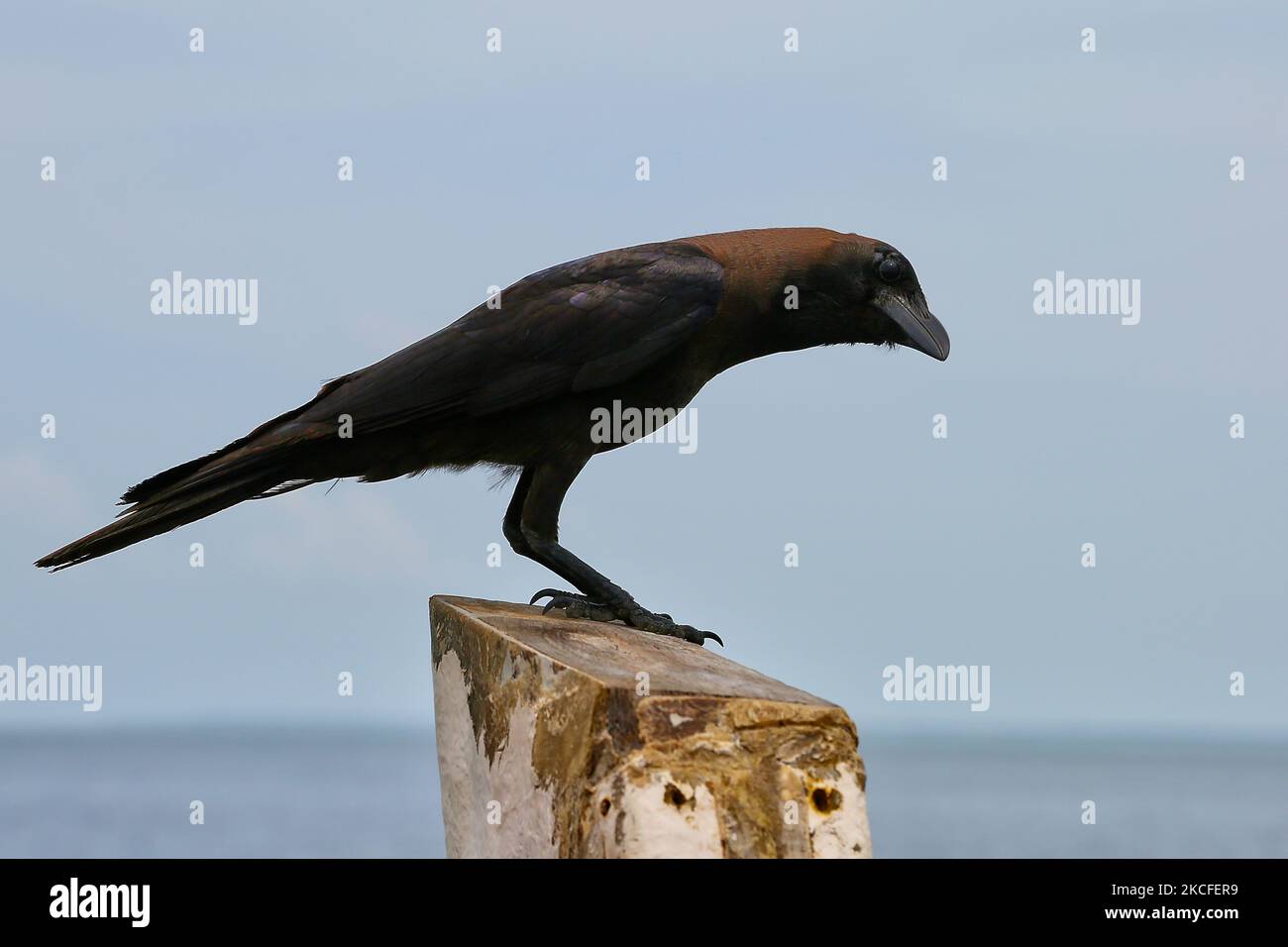 Ceylon Crow (Colombo Crow) (Corvus splendens) auf einer Säule am Kanaki Hafen in der Region Jaffna von Sri Lanka. (Foto von Creative Touch Imaging Ltd./NurPhoto) Stockfoto