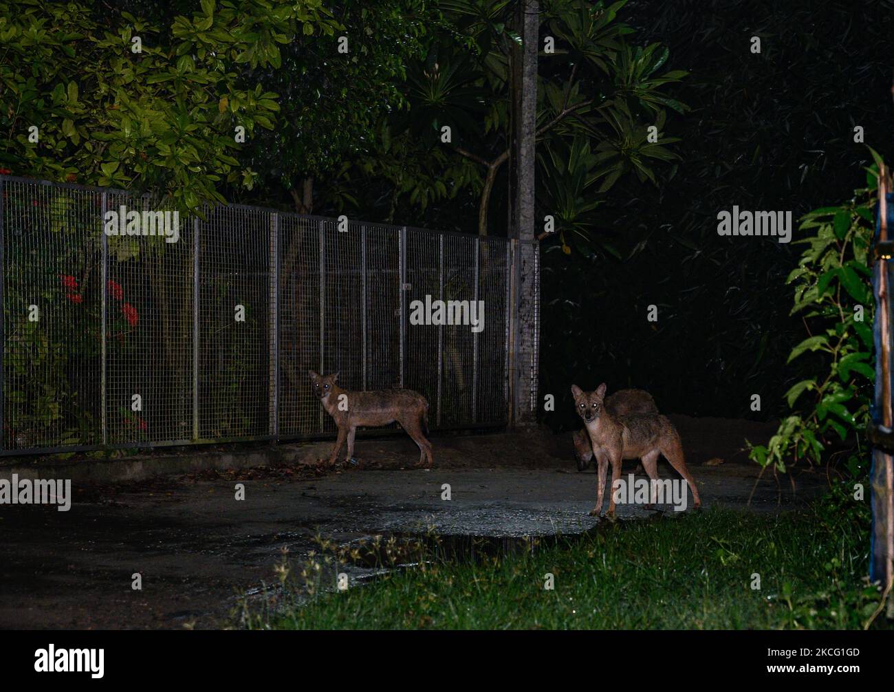 Eine Gruppe der wilden Goldschakale (Canis aureus) ist am 12/06/2021 aus den überfluteten Höhlen in der Nacht durch Regen und Fressen von Termiteninsekten unter dem Lampenpfosten am Straßenrand in Tehatta, Westbengalen, Indien, gekommen. Der Goldschakal ist die einzige Schakalart auf dem indischen Subkontinent, sie sind klein als die Wölfe und Wildhunde ihrer nahen Verwandten. (Foto von Soumyabrata Roy/NurPhoto) Stockfoto
