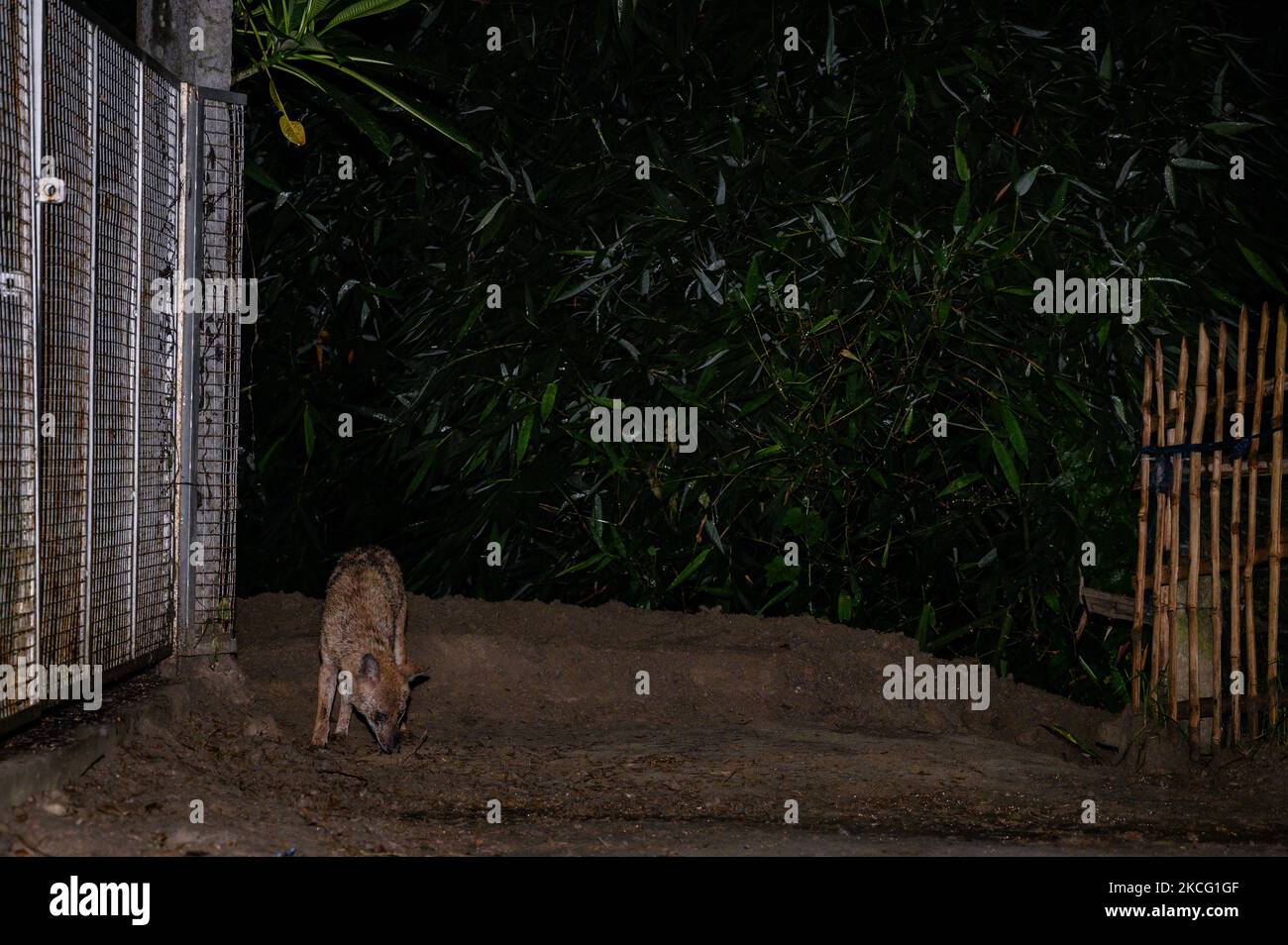 Eine Gruppe der wilden Goldschakale (Canis aureus) ist am 12/06/2021 aus den überfluteten Höhlen in der Nacht durch Regen und Fressen von Termiteninsekten unter dem Lampenpfosten am Straßenrand in Tehatta, Westbengalen, Indien, gekommen. Der Goldschakal ist die einzige Schakalart auf dem indischen Subkontinent, sie sind klein als die Wölfe und Wildhunde ihrer nahen Verwandten. (Foto von Soumyabrata Roy/NurPhoto) Stockfoto