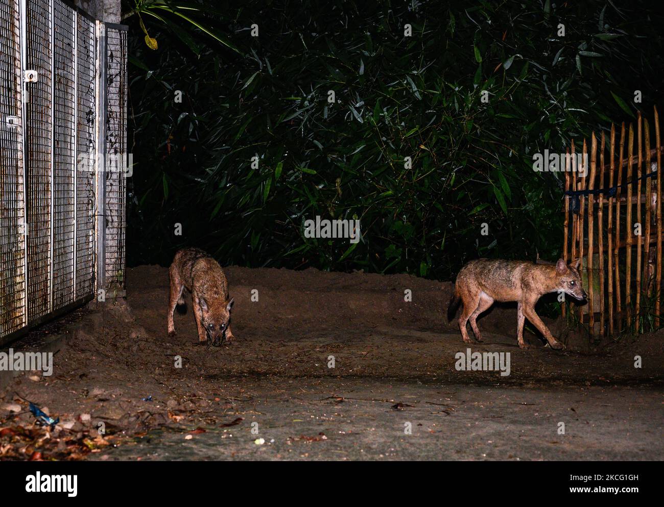 Eine Gruppe der wilden Goldschakale (Canis aureus) ist am 12/06/2021 aus den überfluteten Höhlen in der Nacht durch Regen und Fressen von Termiteninsekten unter dem Lampenpfosten am Straßenrand in Tehatta, Westbengalen, Indien, gekommen. Der Goldschakal ist die einzige Schakalart auf dem indischen Subkontinent, sie sind klein als die Wölfe und Wildhunde ihrer nahen Verwandten. (Foto von Soumyabrata Roy/NurPhoto) Stockfoto