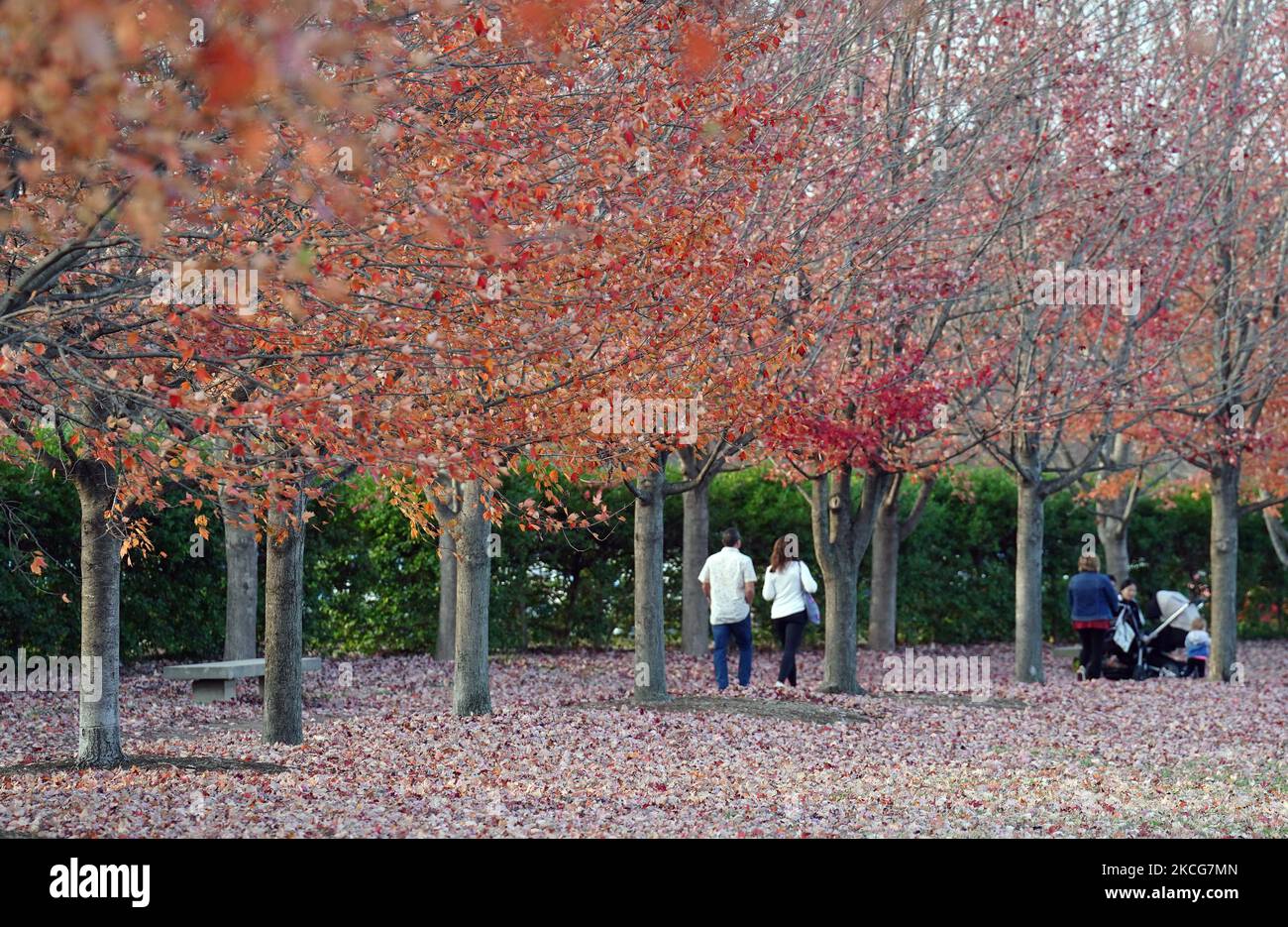 St. Louis, Usa. 04.. November 2022. Besucher des Forest Park wandern zwischen den roten Blättern auf dem Boden, während die böigen Winde über 30 MPH wehen, was am Freitag, den 4. November 2022, in St. Louis zu unverwüstlich warmen 82-Grad-Temperaturen führt, Foto von Bill Greenblatt/UPI Credit: UPI/Alamy Live News Stockfoto