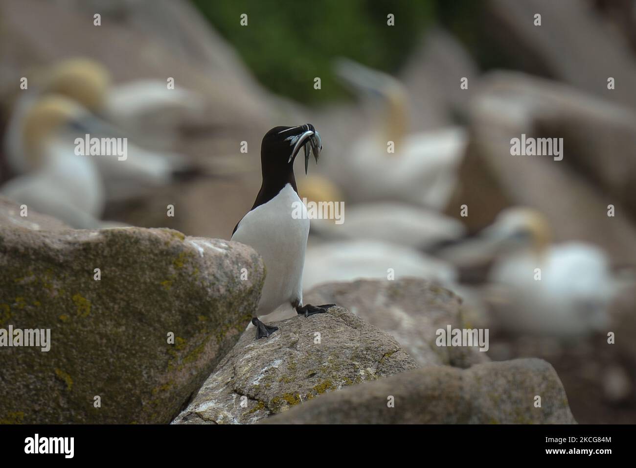 Ein Razorbill hält Fische in seinem Beck in der Nähe der Tölpenkolonie, die während der Brutzeit auf der Great Saltee Island zu sehen war. Die Saltee-Inseln bestehen aus zwei unbewohnten kleinen Inseln vor der südöstlichen Küste Irlands. Die Inseln sind ein Paradies für Seevögel und ein Brutgebiet für Fulmar, Gannet, Shag, Kittiwake, Guillemot, razorbill und Papageitaucher liegen auf einer wichtigen Migrationsroute und sind ein beliebter Haltepunkt für Zugvögel im Frühjahr und Herbst. Am Freitag, den 18. Juni 2021, in Great Saltee, Saltee Islands, County Wexford, Irland. (Foto von Artur Widak/NurPhoto) Stockfoto