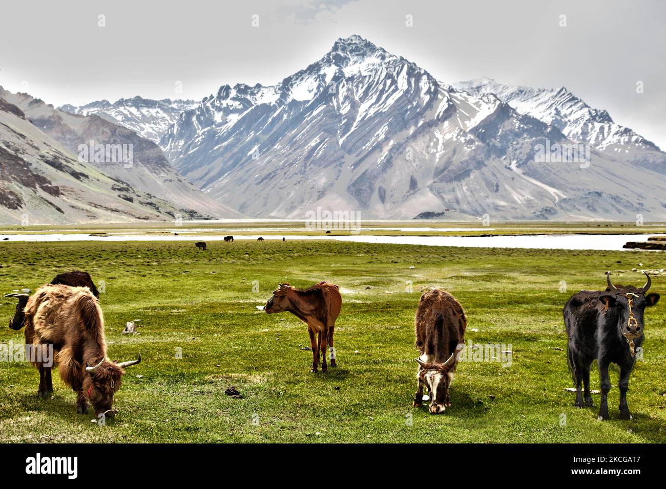 Dzos und Dzomos grasen in einem Tal bei einem kleinen Dorf in Zanskar, Ladakh, Jammu und Kaschmir, Indien. Ein Dzo ist eine hybride Kreuzung zwischen einem Yak und einer Hauskuh, und ein Dzomo ist das weibliche Gegenstück. (Foto von Creative Touch Imaging Ltd./NurPhoto) Stockfoto