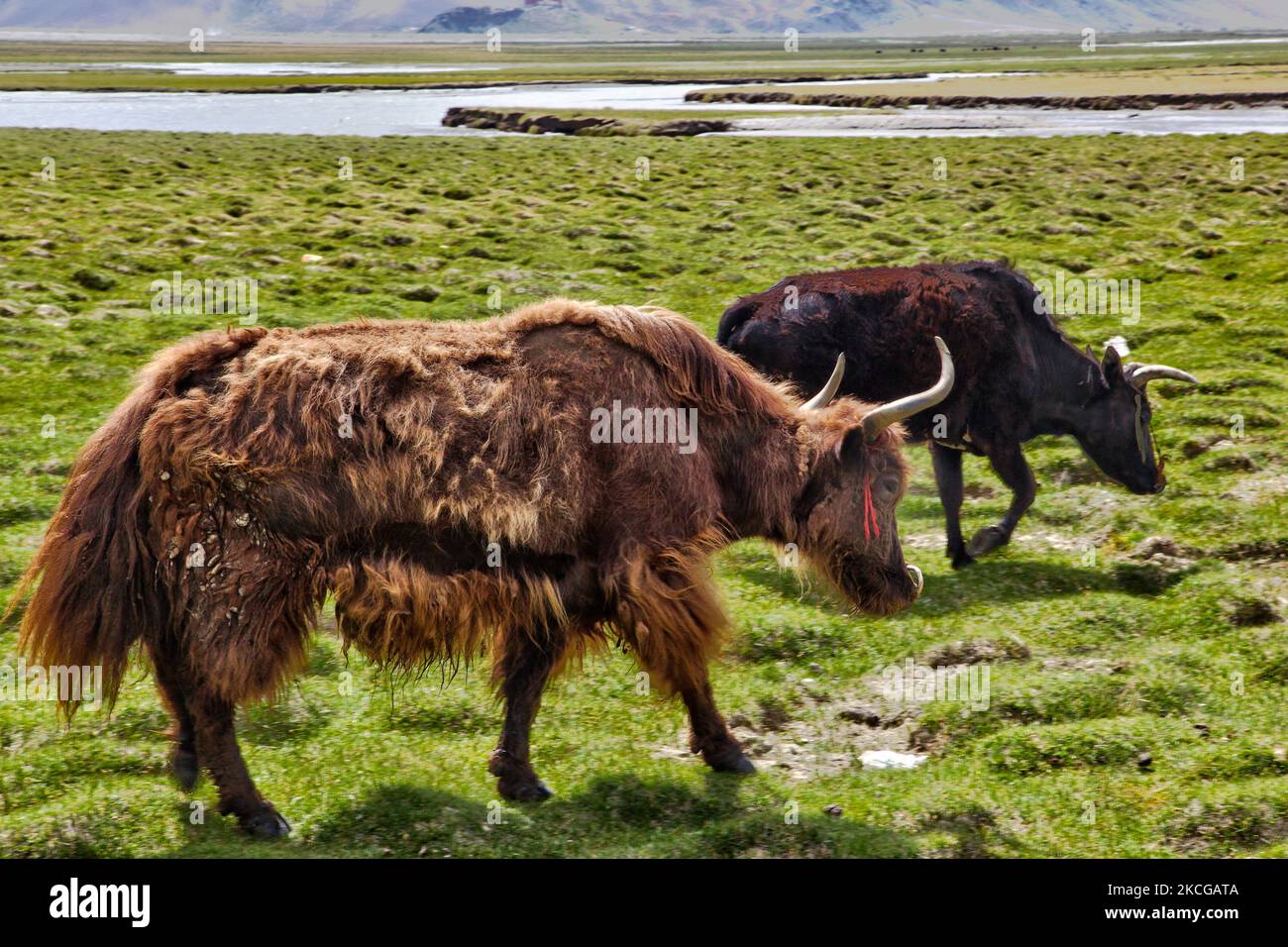 Dzos und Dzomos grasen in einem Tal bei einem kleinen Dorf in Zanskar, Ladakh, Jammu und Kaschmir, Indien. Ein Dzo ist eine hybride Kreuzung zwischen einem Yak und einer Hauskuh, und ein Dzomo ist das weibliche Gegenstück. (Foto von Creative Touch Imaging Ltd./NurPhoto) Stockfoto