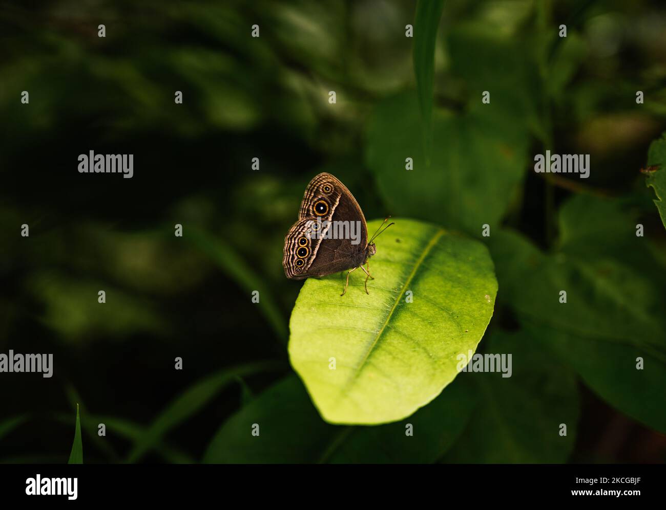 Der dunkelbraune (Mycalesis mineus) Schmetterling ist eine in Asien vorgefundene Satyrinschmetterlingsart. Der Monsun ist in Westbengalen angekommen. Der Schmetterling ist in Regenzeit-Form, Upperside dunkel Vandyke braun; vor- und Hinterflügel mit schlanken subterminalen und terminalen blassen Linien. Dieses Foto wurde am 22. Juni 2021 in Tehatta, Westbengalen, Indien, aufgenommen. (Foto von Soumyabrata Roy/NurPhoto) Stockfoto