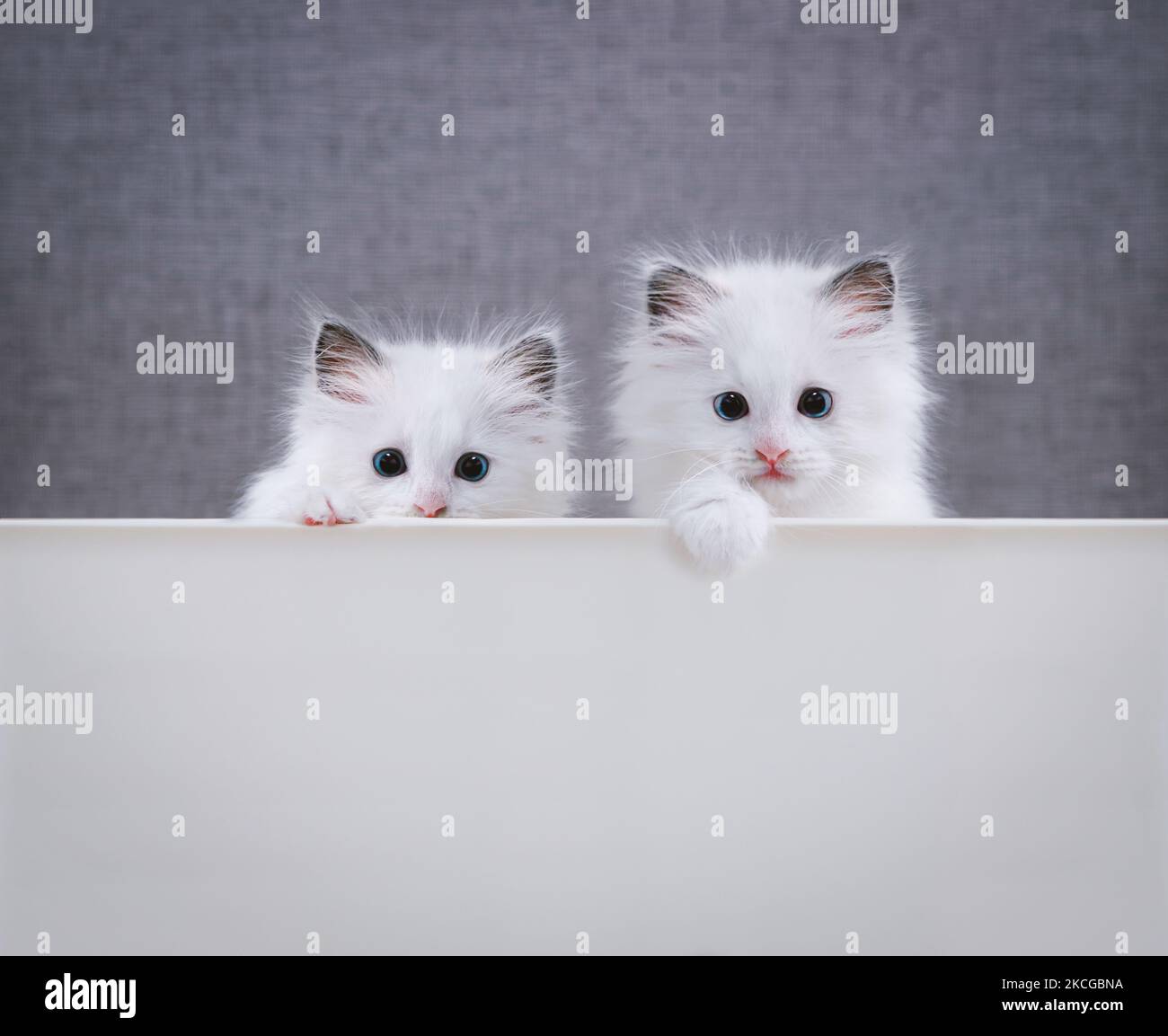 Zwei Ragdolls, ein süßes und hübsches weißes Kätzchen mit einem überraschenden Ausdruck, legten ihre Pfoten auf ihre Füße und schauten sie in einer niedlichen Pose an. Stockfoto