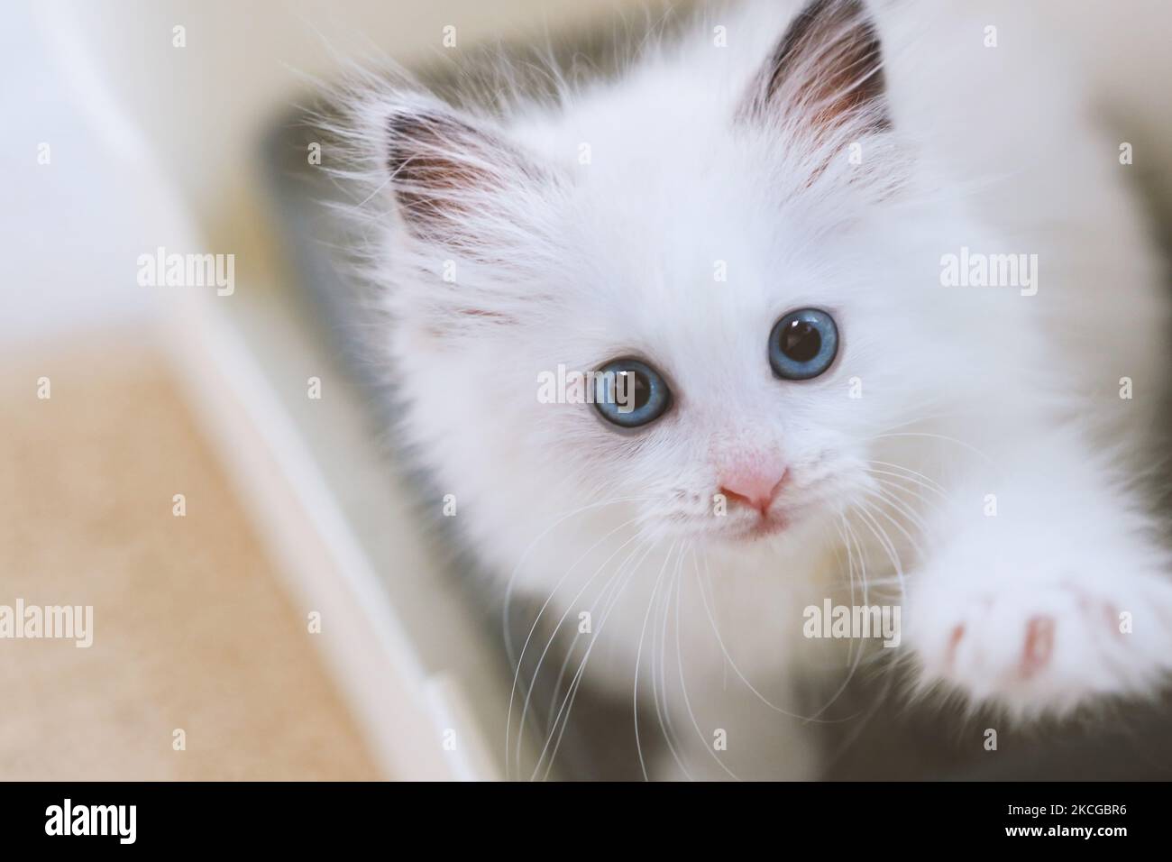 Ein süßes kleines weißes Kätzchen, Regdoll, mit einem süßen und überraschenden Ausdruck, schaut sie in einer niedlichen Pose im Badezimmer an. Stockfoto