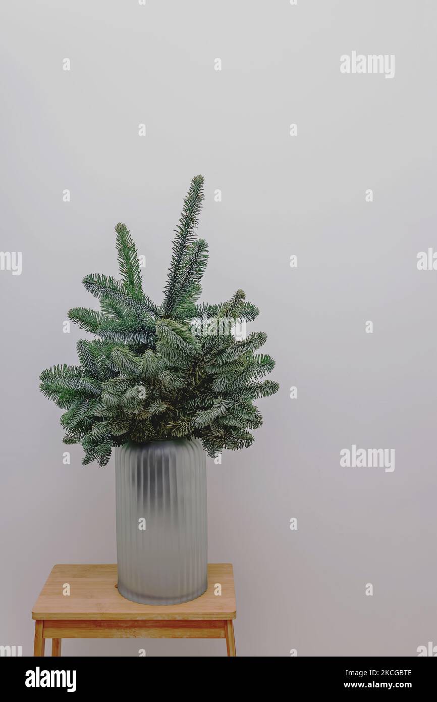 Tannenzweige in einer Vase über einer weißen Wand. Minimalistische einrichtung für nordische Weihnachten. Stockfoto
