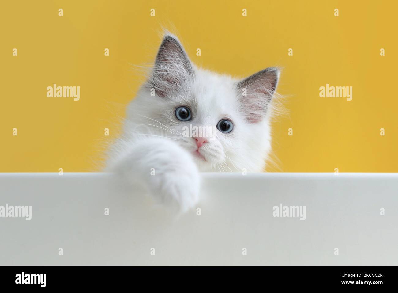 Nette Seitenansicht von frechen kleinen Katze Ragdoll spielen mit Pfoten auf gelbem Hintergrund Stockfoto