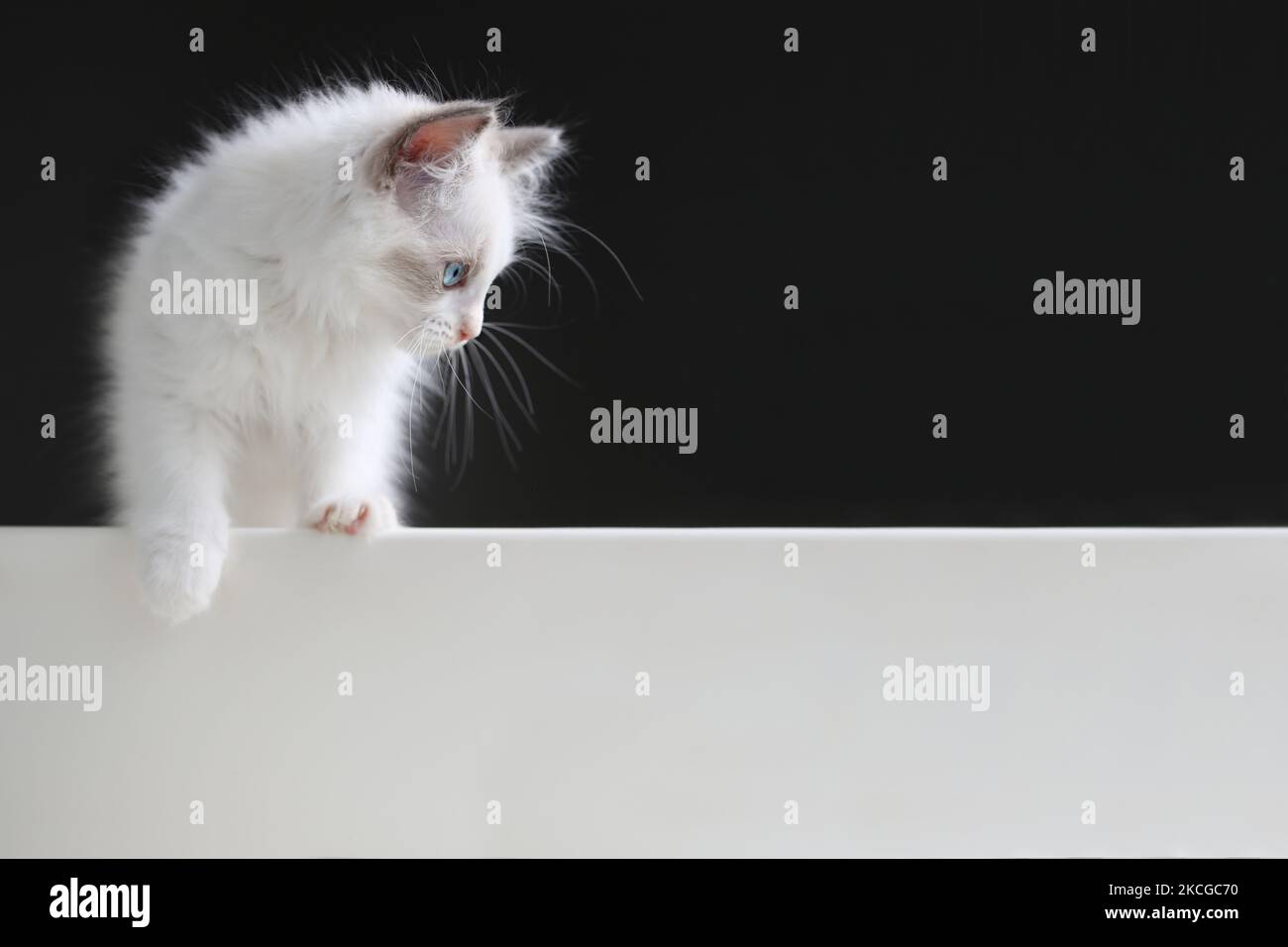 Niedliche kleine Katze Ragdoll Blick nach unten und spielen mit schwarzem Hintergrund und freche kleine Katze Stockfoto