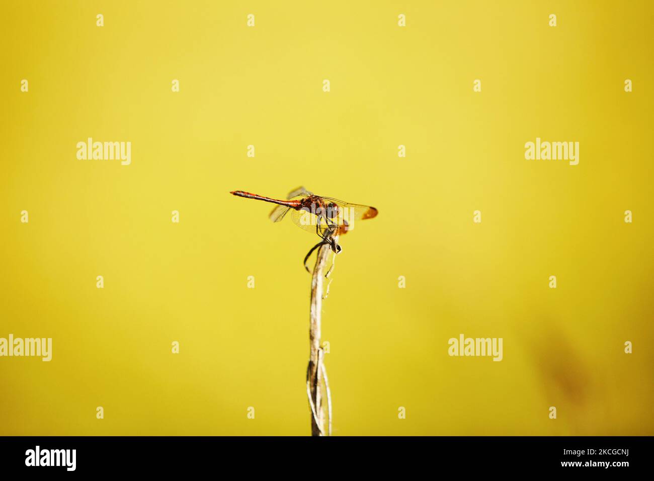 Gelbes Feld Hintergrund mit reifenden Herbstpflanzen und Pfeffer Libelle Stockfoto