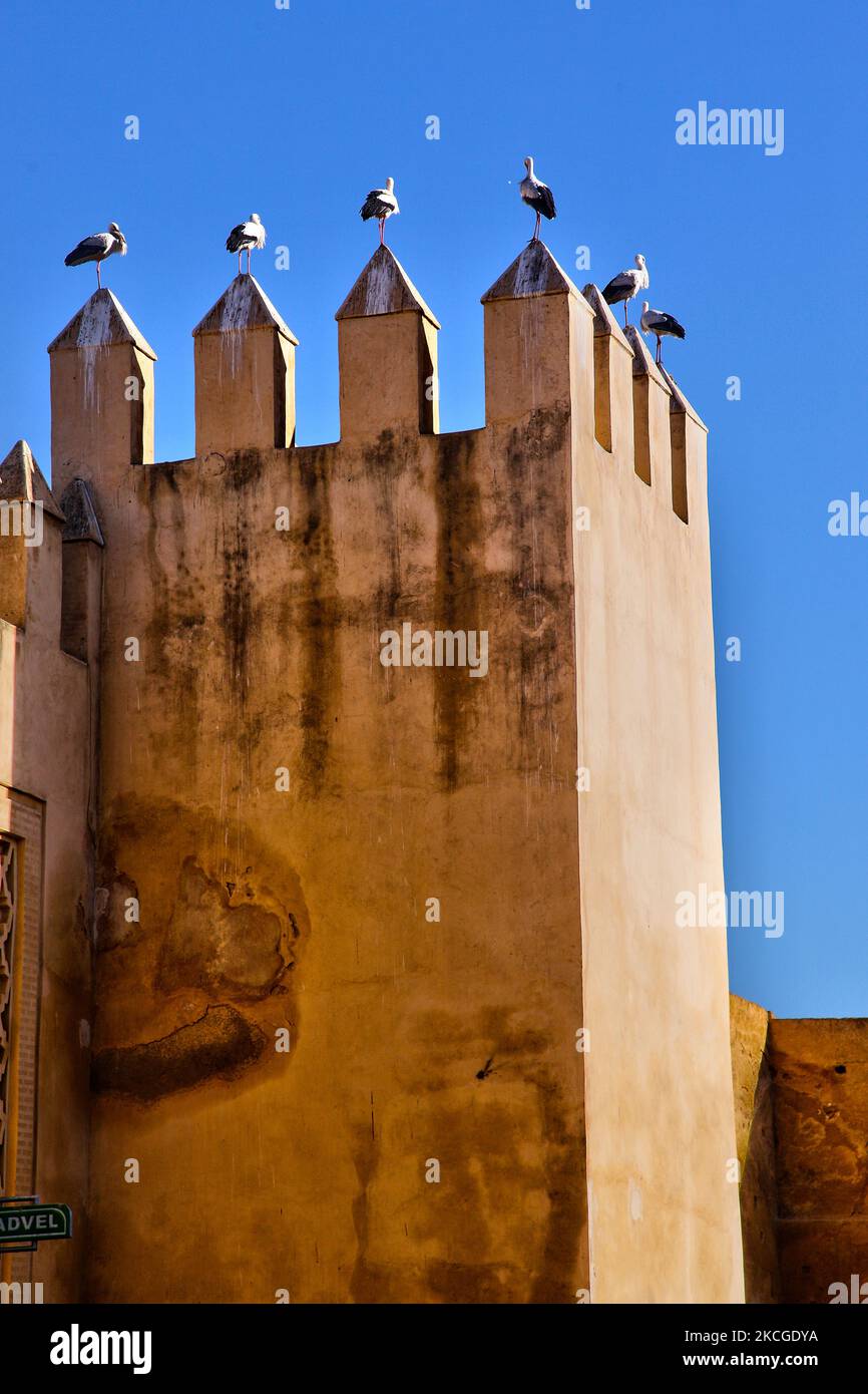 Störche thronen auf den befestigten Mauern, die die Medina (Altstadt) von Fez in Marokko, Afrika, umgeben. Die antike Stadt Fez (Fes) ist die zweitgrößte Stadt Marokkos und wurde oft als das "Mekka des Westens" und das "Athen Afrikas" bezeichnet. (Foto von Creative Touch Imaging Ltd./NurPhoto) Stockfoto