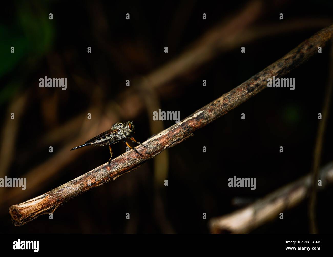 Raubfliege, (Familie Asilidae), auch Assassinfliege genannt. Der Name 'Raubfliegen' spiegelt ihre bekanntermaßen aggressiven Raubgewohnheiten wider; sie ernähren sich hauptsächlich oder ausschließlich von anderen Insekten und warten in der Regel im Hinterhalt und fangen ihre Beute im Flug. Sie sind kraftvoll gebaute, borstige Fliegen mit einem kurzen, kräftigen Proboscis, der den scharfen, saugenden Hypopharynx umschließt. Am 26. Juni 2021 in Tehatta, Westbengalen, Indien. (Foto von Soumyabrata Roy/NurPhoto) Stockfoto